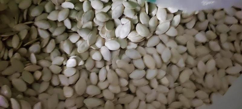 南瓜籽成品与加工货源充足，量大从优，可视频实地验货。