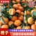 【一件代发】广西脐橙自家果园无中间商品质保障。