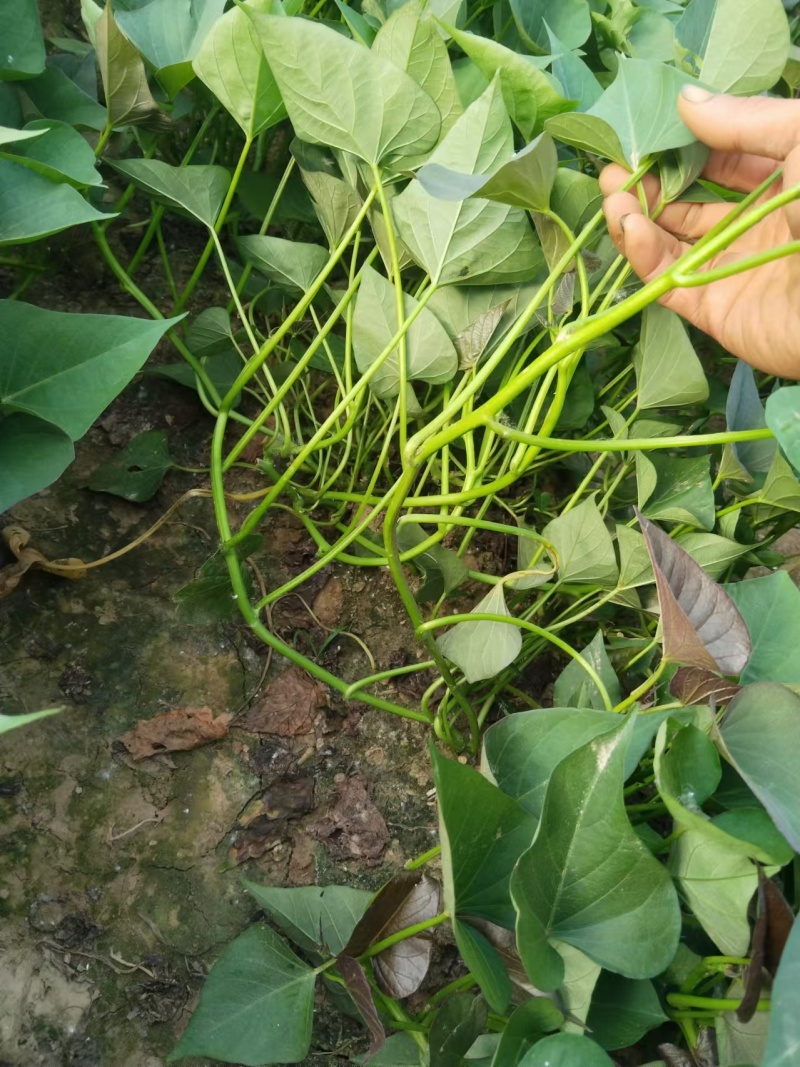 精品西瓜红苗阔繁基地直发品质保证量大从优欢迎联系