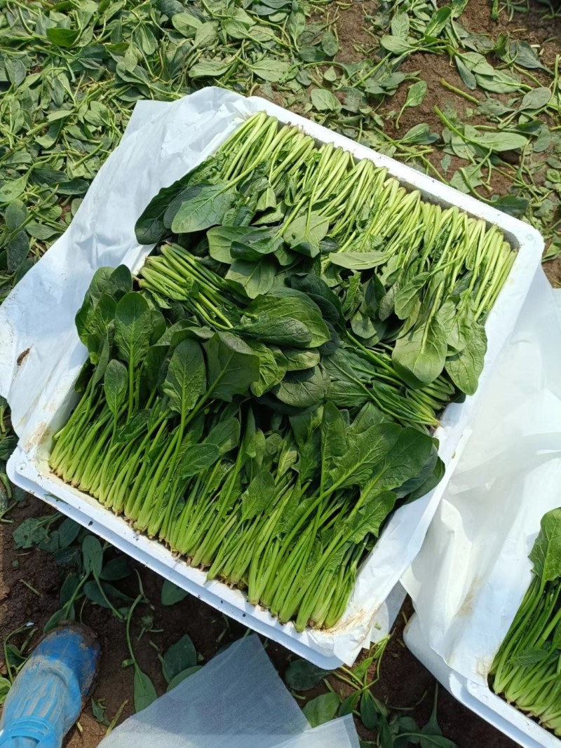 精品奶油菠菜，无黄叶，无虫眼，叶厚。质量**好。