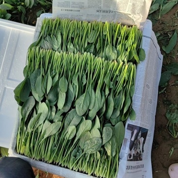 精品奶油菠菜，无黄叶，无虫眼，叶厚。质量**好。