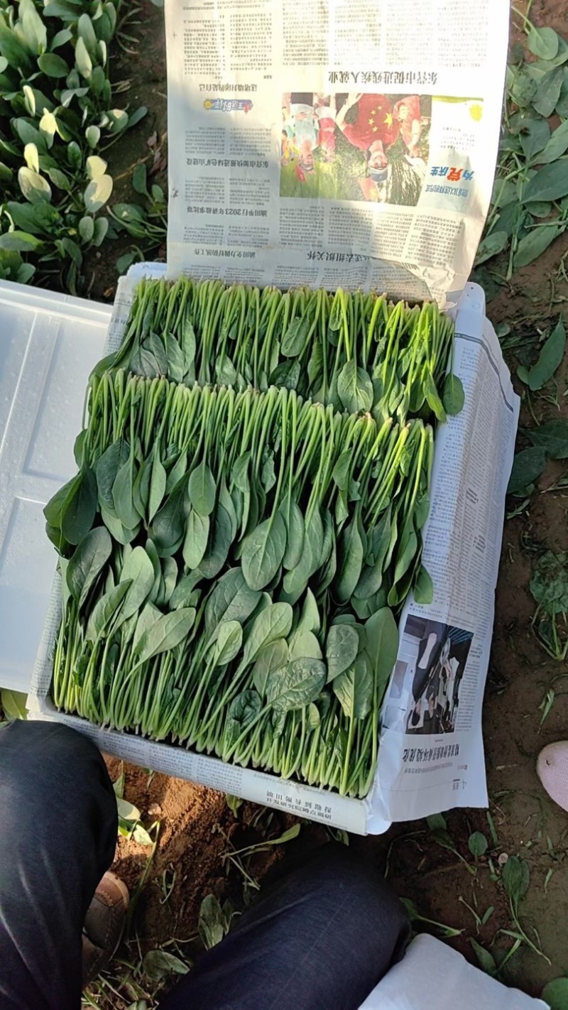 精品奶油菠菜，无黄叶，无虫眼，叶厚。质量**好。
