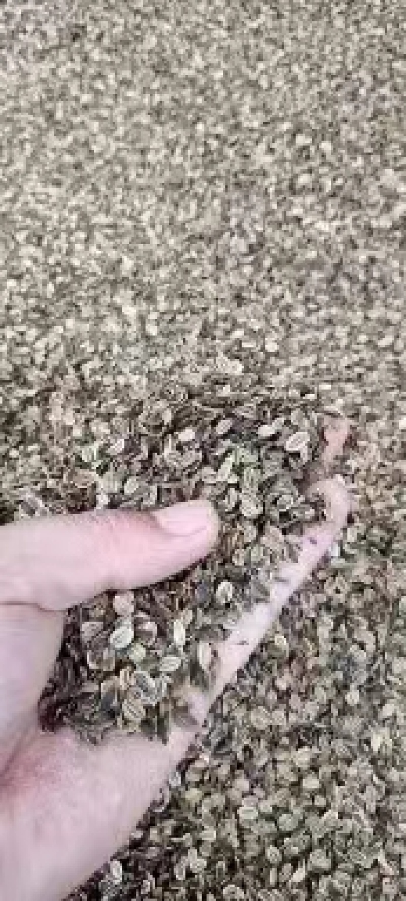 独活种子