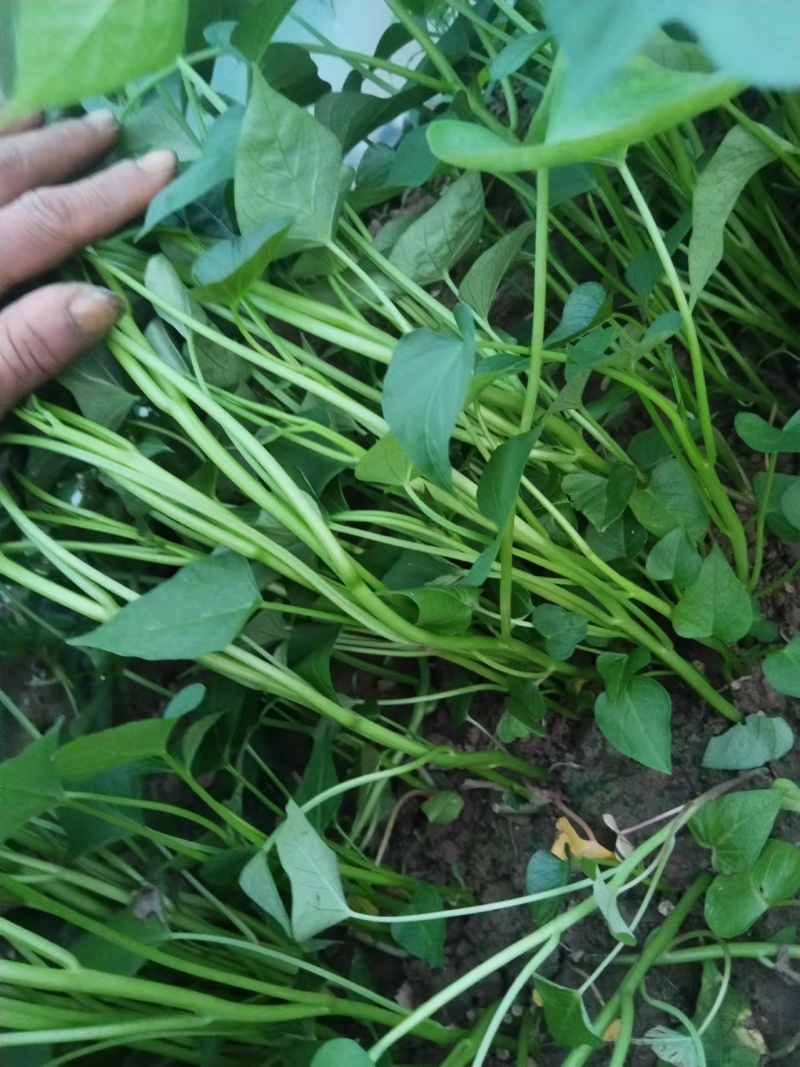 精品商薯苗商薯19基地直发品质保证量大从优一手货源