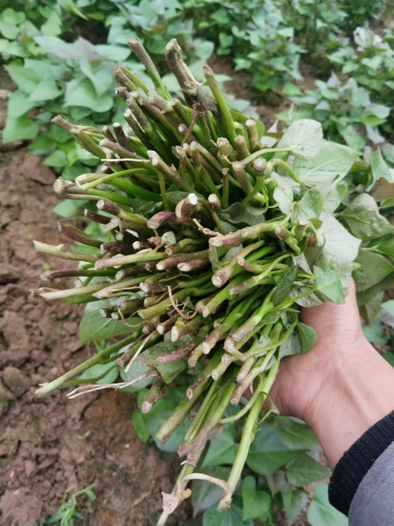 精品商薯苗商薯19基地直发品质保证量大从优一手货源