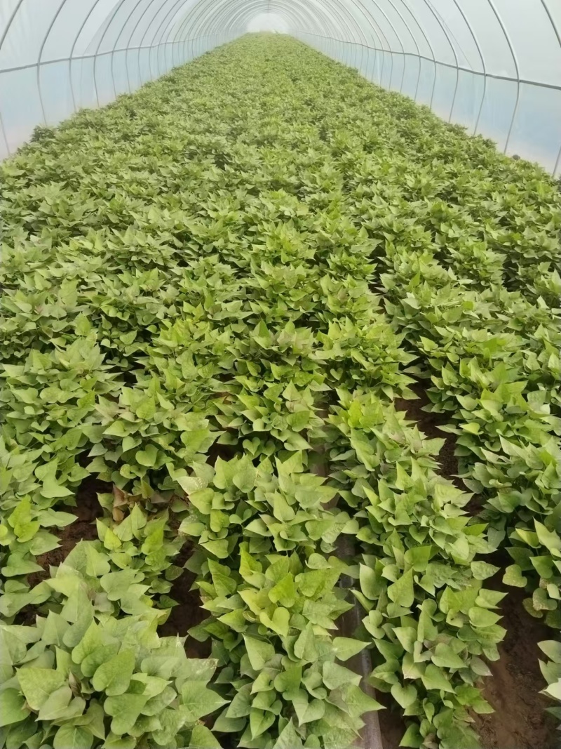 精品商薯苗商薯19基地直发品质保证量大从优一手货源