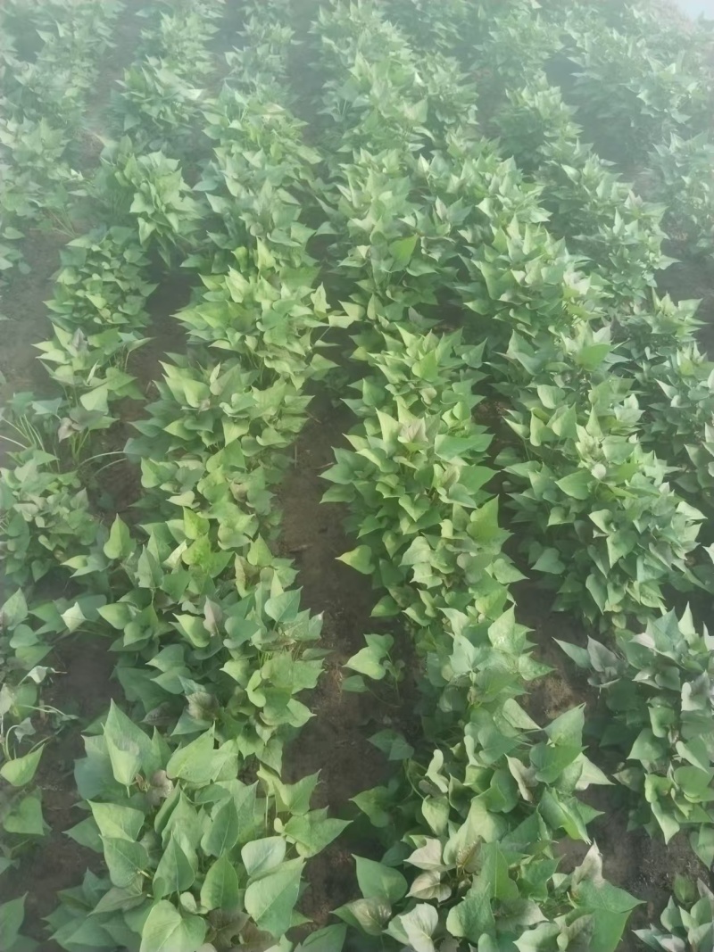 精品商薯苗商薯19基地直发品质保证量大从优一手货源