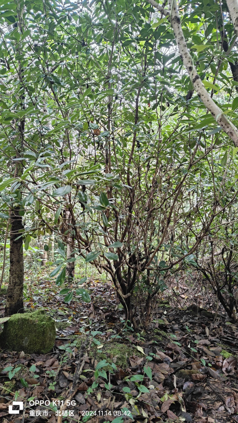 海桐树