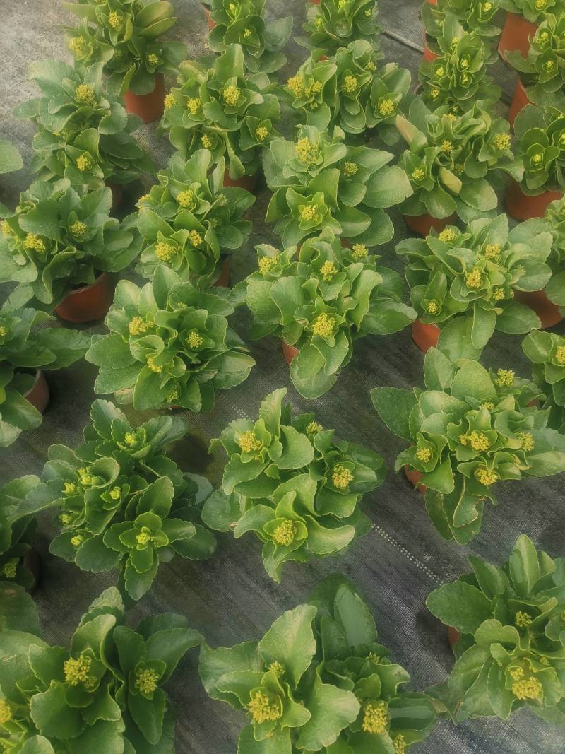 四种颜色品种的长寿花