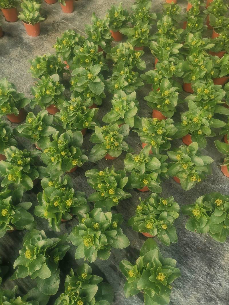 四种颜色品种的长寿花