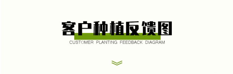 多年生野花组合耐寒花种子波斯菊百日草太阳花四季开花庭院