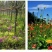 多年生野花组合耐寒花种子波斯菊百日草太阳花四季开花庭院