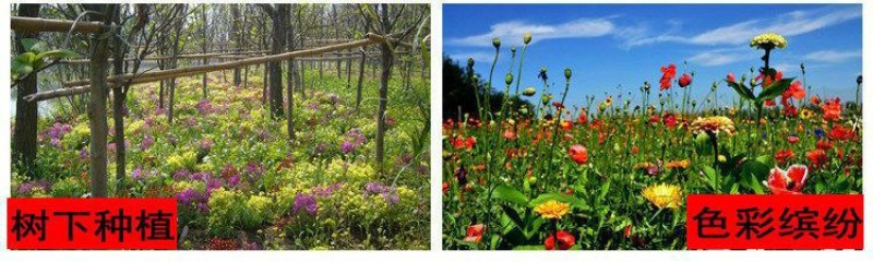 多年生野花组合耐寒花种子波斯菊百日草太阳花四季开花庭院