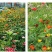 多年生野花组合耐寒花种子波斯菊百日草太阳花四季开花庭院