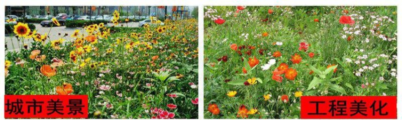 多年生野花组合耐寒花种子波斯菊百日草太阳花四季开花庭院