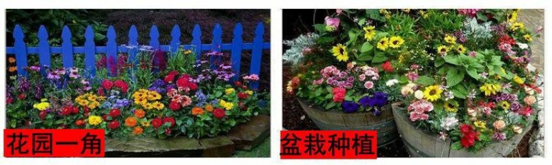 多年生野花组合耐寒花种子波斯菊百日草太阳花四季开花庭院