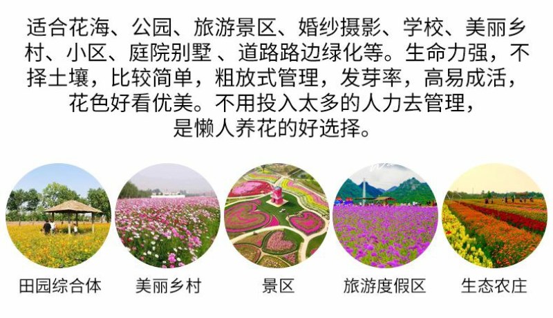 多年生野花组合耐寒花种子波斯菊百日草太阳花四季开花庭院