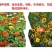 多年生野花组合耐寒花种子波斯菊百日草太阳花四季开花庭院