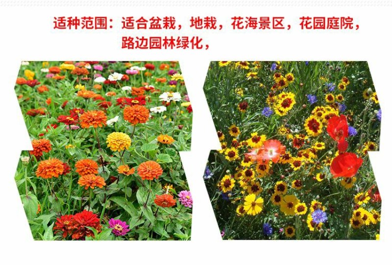 多年生野花组合耐寒花种子波斯菊百日草太阳花四季开花庭院