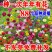多年生野花组合耐寒花种子波斯菊百日草太阳花四季开花庭院