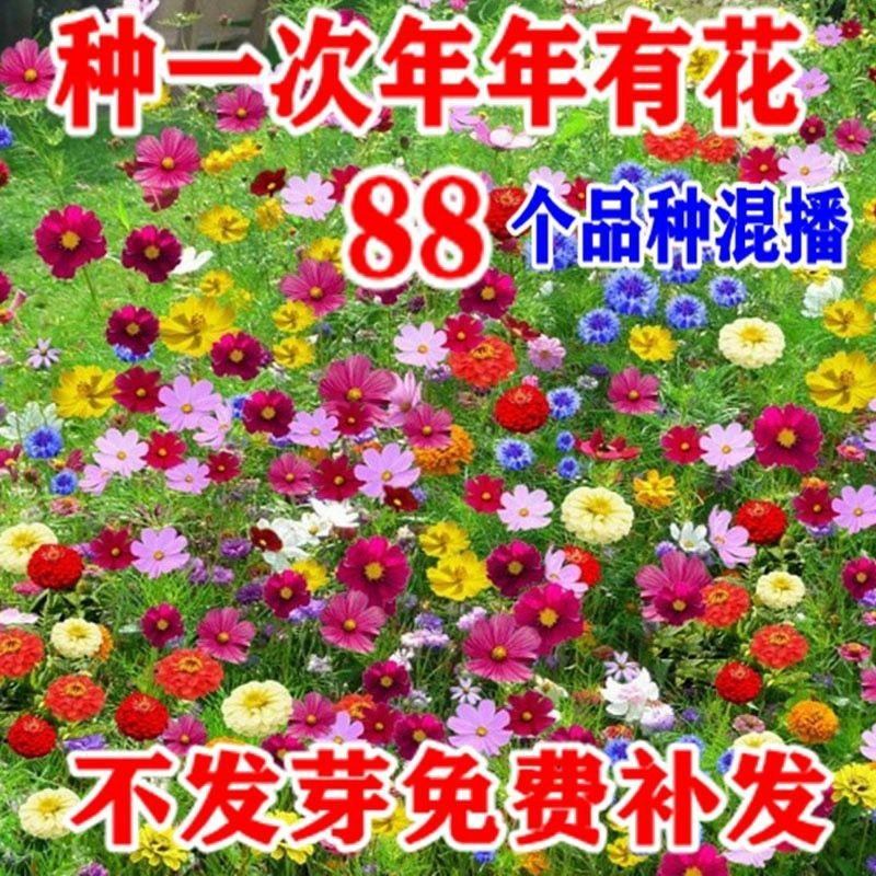 多年生野花组合耐寒花种子波斯菊百日草太阳花四季开花庭院
