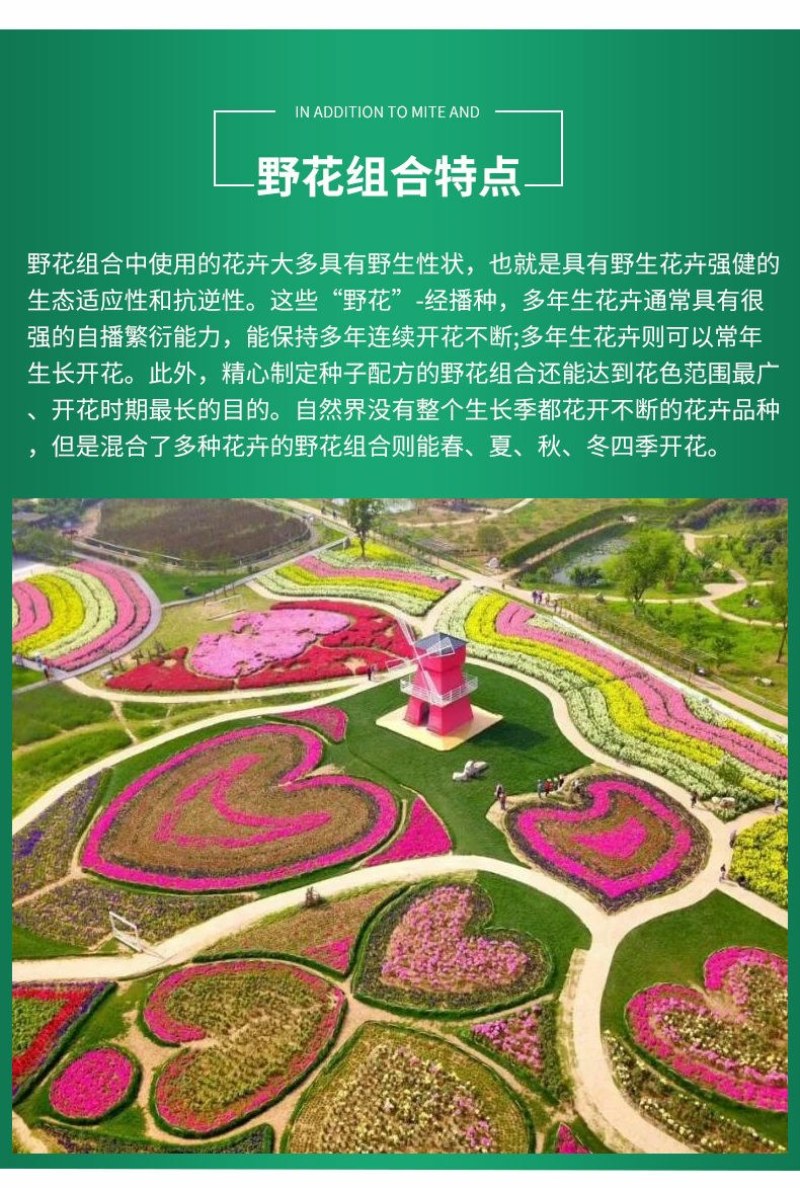 多年生野花组合耐寒花种子波斯菊百日草太阳花四季开花庭院