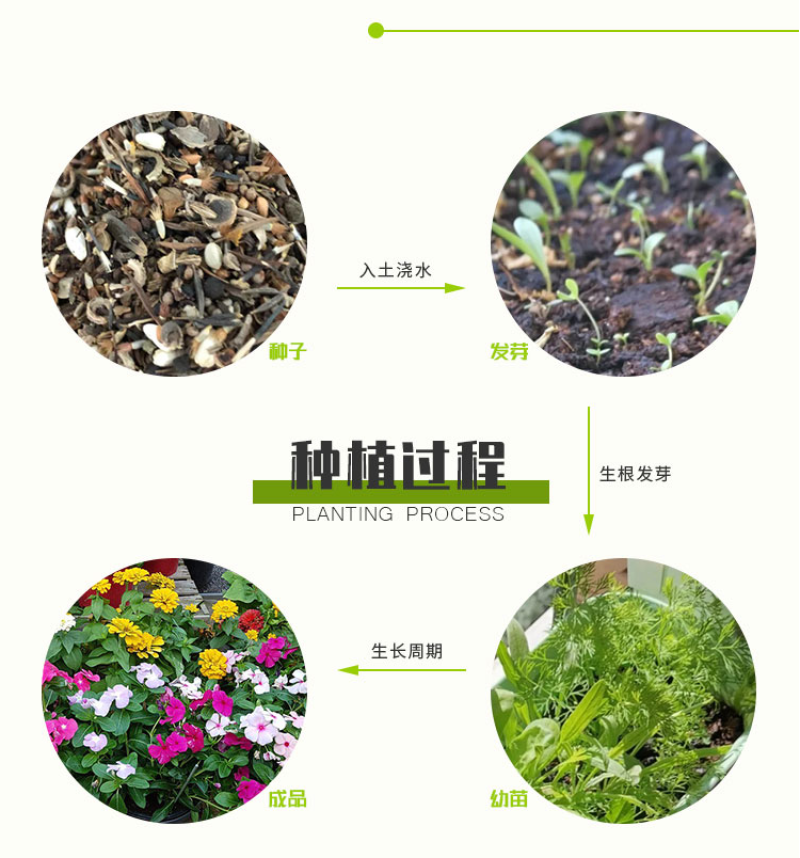 多年生野花组合耐寒花种子波斯菊百日草太阳花四季开花庭院