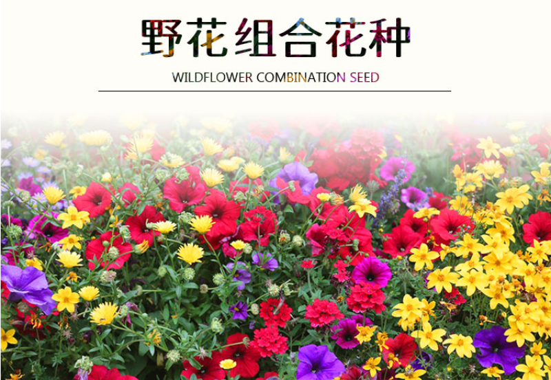 多年生野花组合耐寒花种子波斯菊百日草太阳花四季开花庭院
