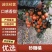 来宾沙糖桔，全国发货，量大从优，甜度高，汁水充足