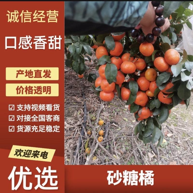 来宾沙糖桔，全国发货，量大从优，甜度高，汁水充足