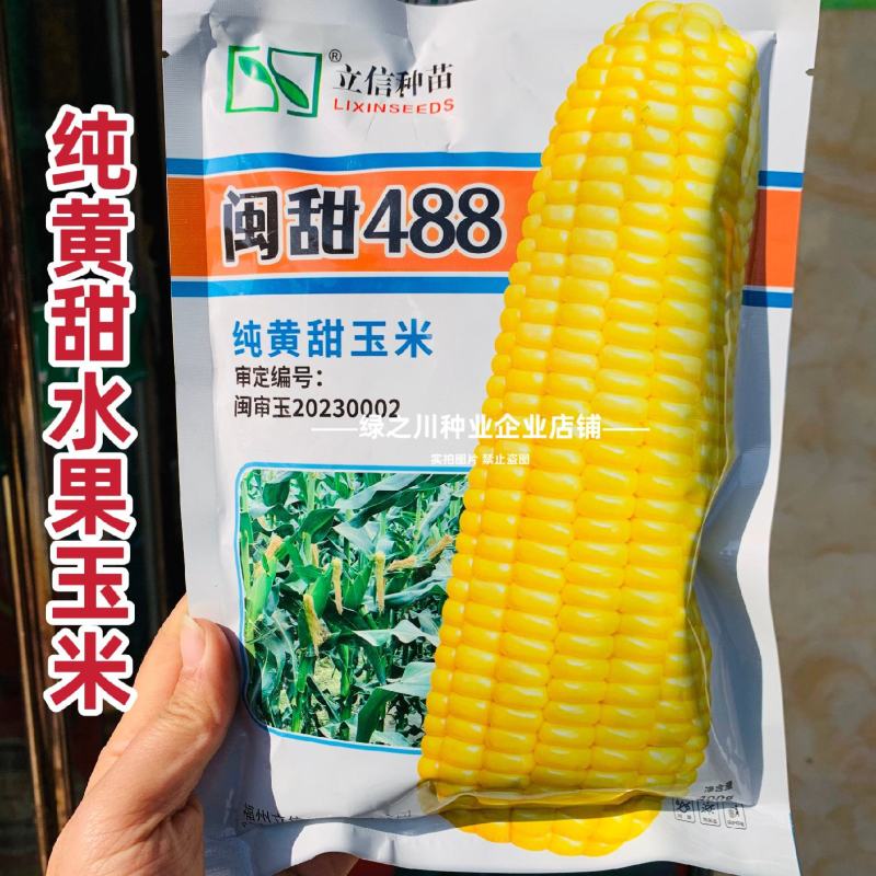 纯黄甜玉米种子超甜闽甜488水果玉米种籽高产早熟大棒特甜