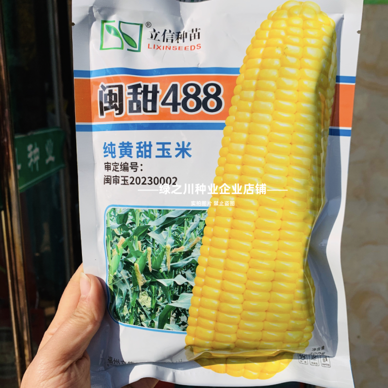 纯黄甜玉米种子超甜闽甜488水果玉米种籽高产早熟大棒特甜