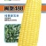 纯黄甜玉米种子超甜闽甜488水果玉米种籽高产早熟大棒特甜
