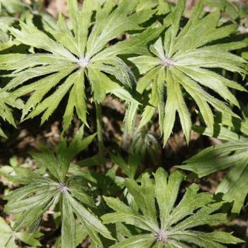兔儿伞鲜货干货