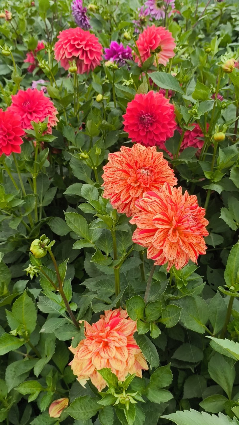 大丽花耐旱。花大色艳