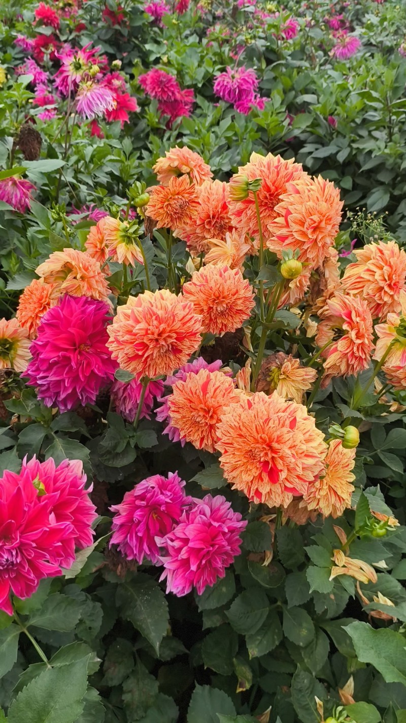 大丽花耐旱。花大色艳