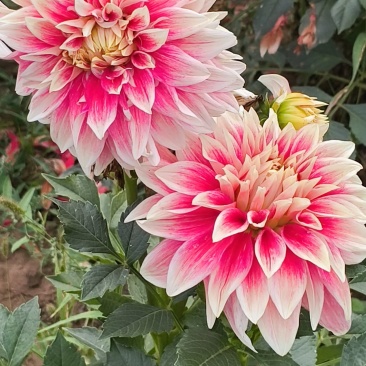 大丽花耐旱。花大色艳