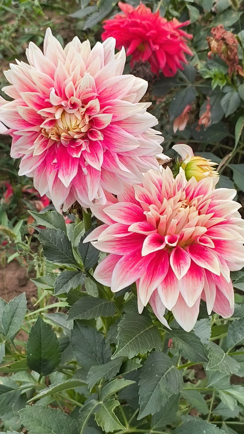 大丽花耐旱。花大色艳