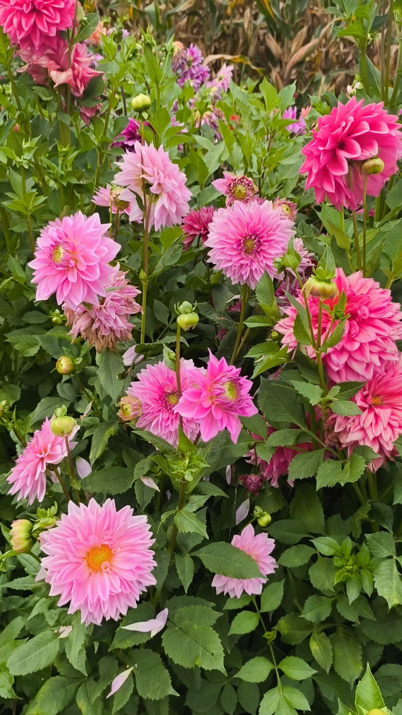 大丽花耐旱。花大色艳