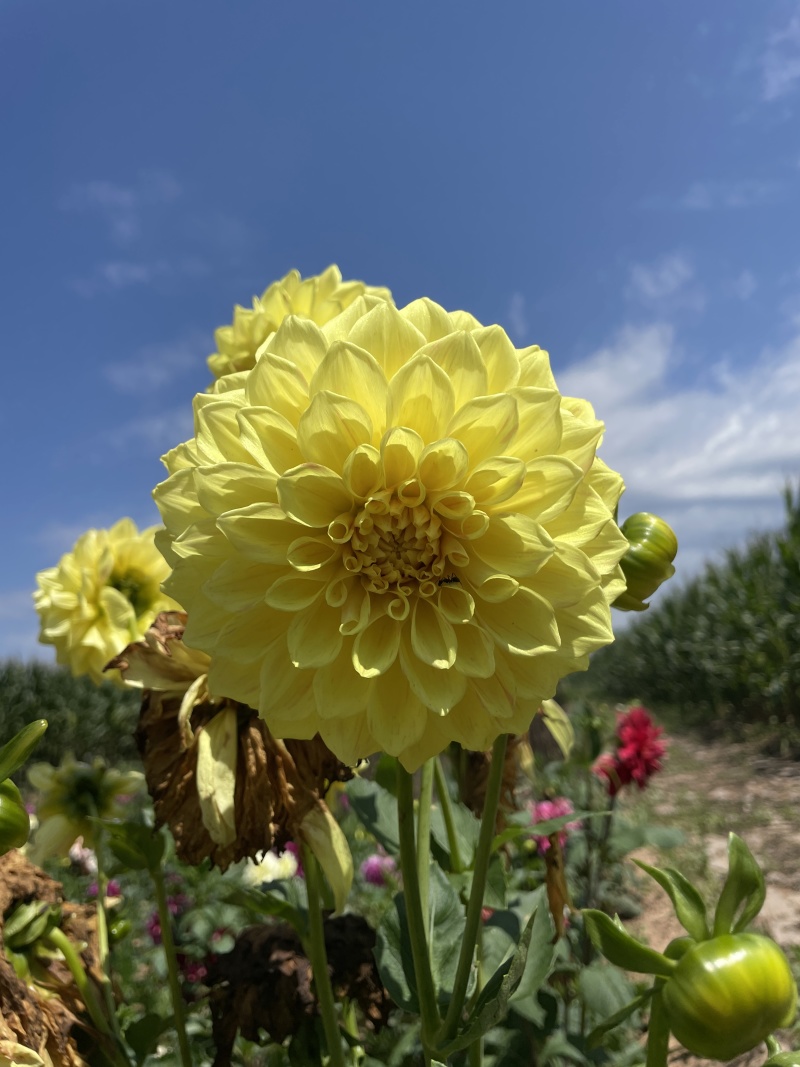 大丽花耐旱。花大色艳