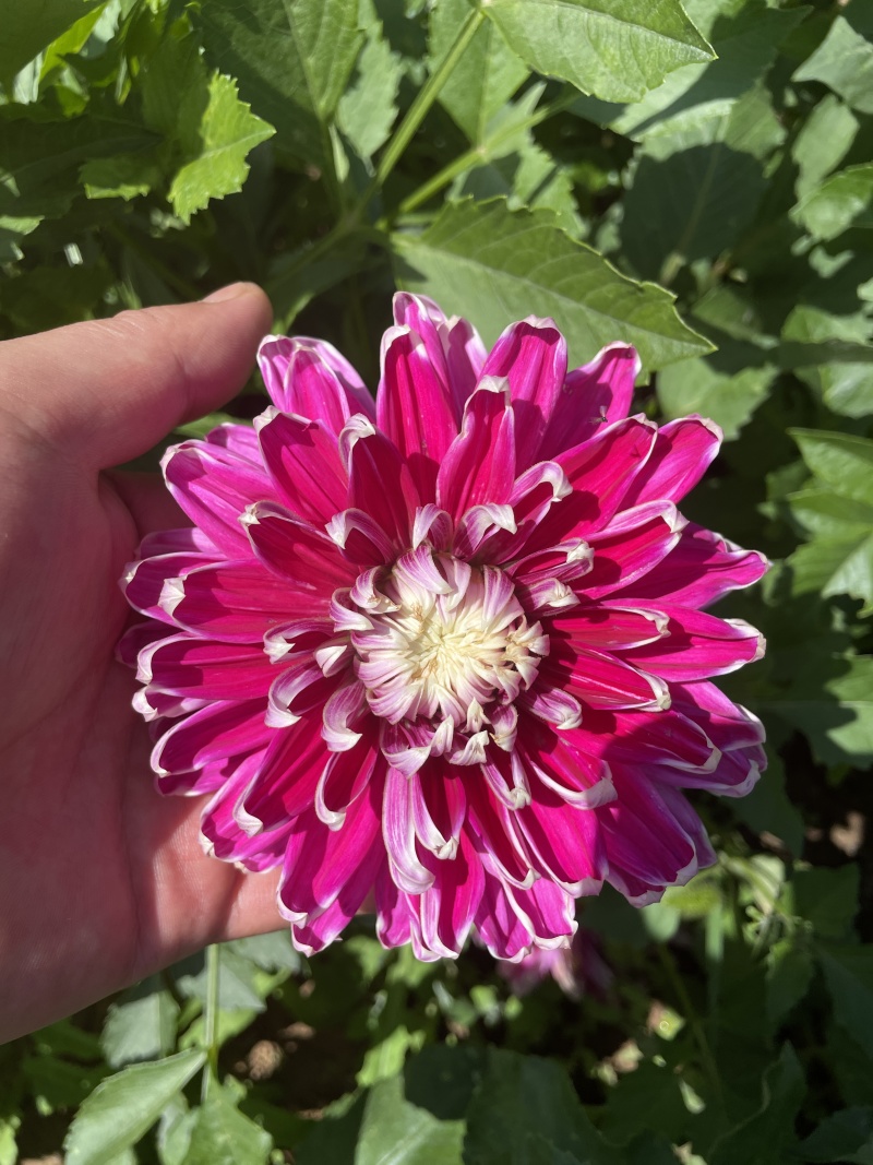 大丽花耐旱。花大色艳
