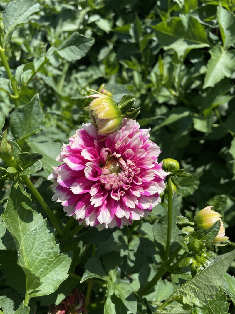 大丽花耐旱。花大色艳