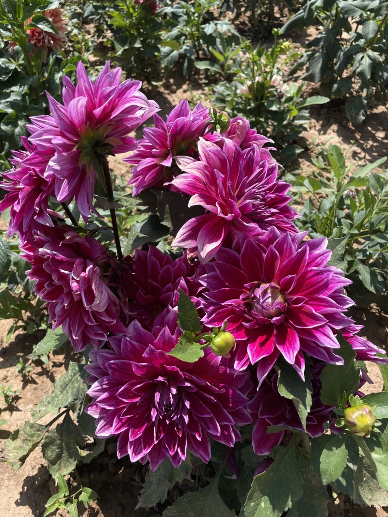 大丽花耐旱。花大色艳