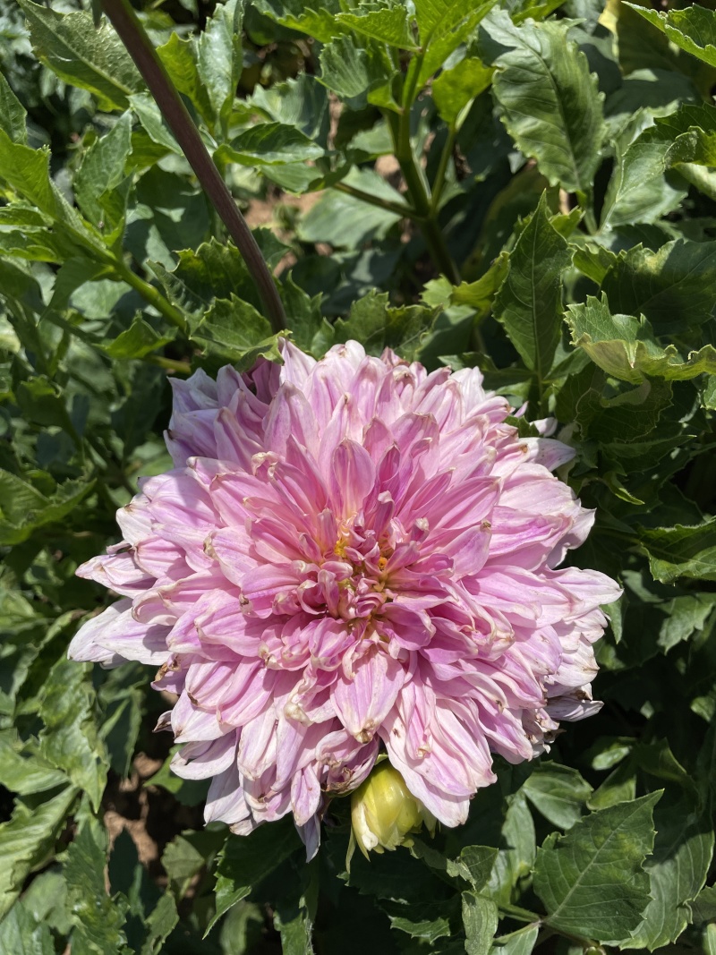大丽花耐旱。花大色艳