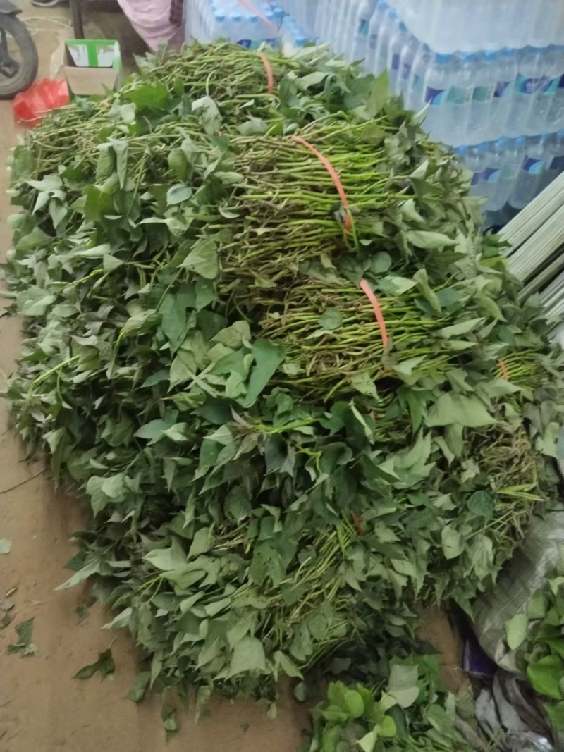 精品冰糖心哈密阔繁苗红薯苗基地直发品质保证欢迎联系