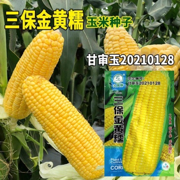 三保金黄糯玉米种子大棒大穗玉米种籽粘糯早熟鲜食玉米种子