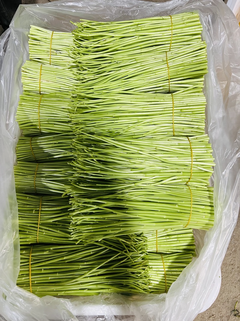 精品芦蒿