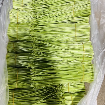 精品芦蒿