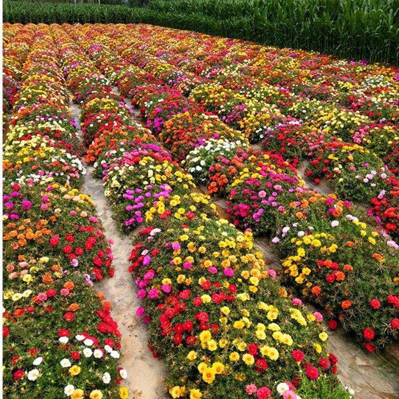 耐寒多年混装野花花种子组合装四季种活庭院易种开花快花期长