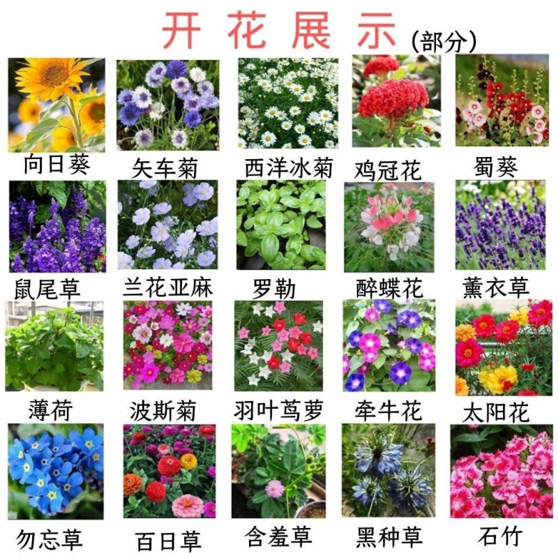 耐寒多年混装野花花种子组合装四季种活庭院易种开花快花期长